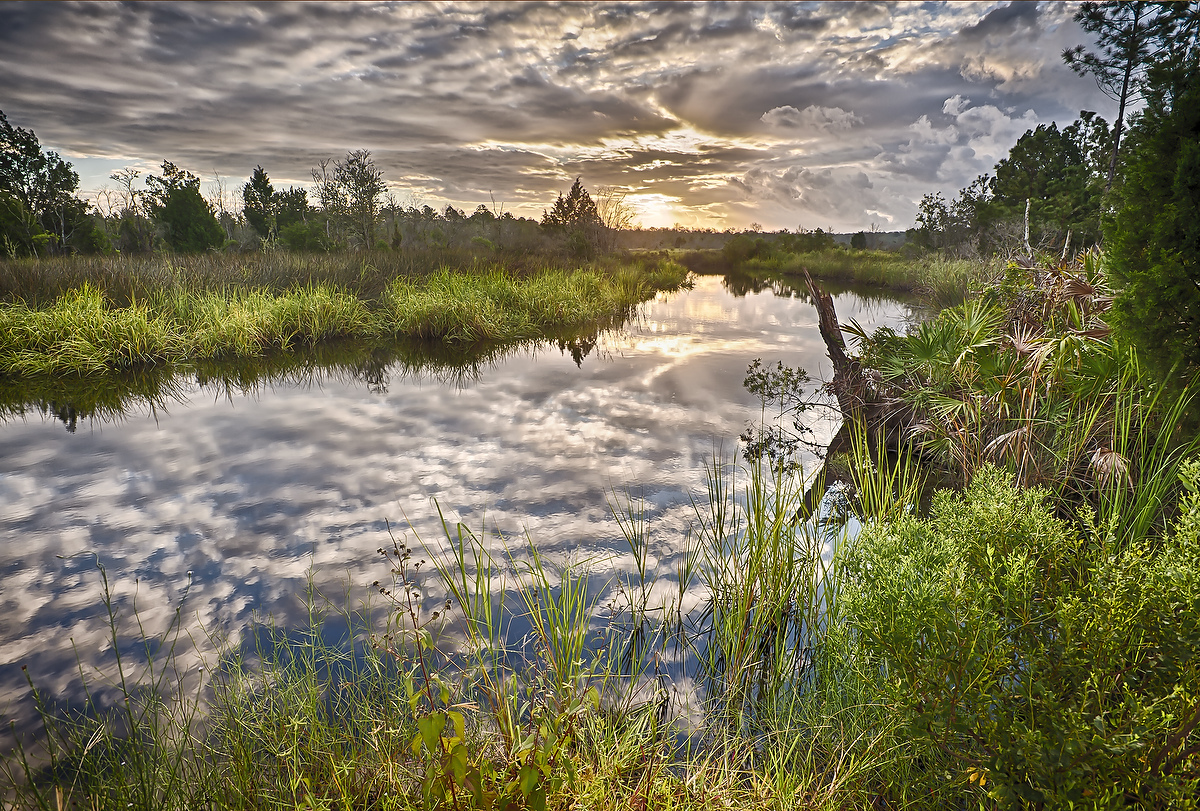 Northeast Florida Landscape image showing the thomas creek tributary
